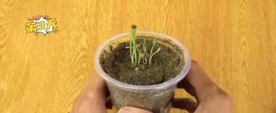 用编织袋在家种些番茄，自己种的吃得也放心#番茄种植#番... - 图画吧TUHUABA