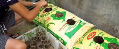 用编织袋在家种些番茄，自己种的吃得也放心#番茄种植#番... - 图画吧TUHUABA