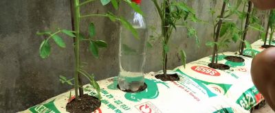 用编织袋在家种些番茄，自己种的吃得也放心#番茄种植#番... - 图画吧TUHUABA