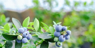 在家种蓝莓不用瞎摸索！7个关键点，新手也能年年摘鲜果 - 今日头条