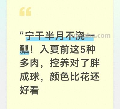 宁干半月不浇一瓢！入夏5种多肉，控养对了胖成球，颜色比花好看 - 今日头条