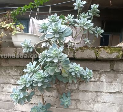5种多肉很好养，温度再低都不怕，扔阳台就能长出好状态 - 图画吧TUHUABA