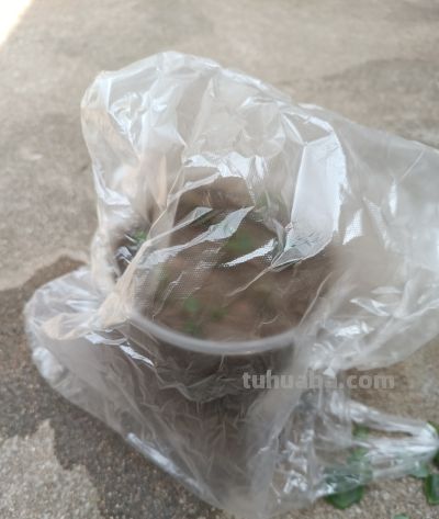 多肉枝条扦插，简单实用方法 - 图画吧TUHUABA