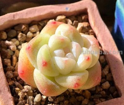 多肉颜值内卷大赛开赛！这几款直接封神，入坑必收 - 今日头条