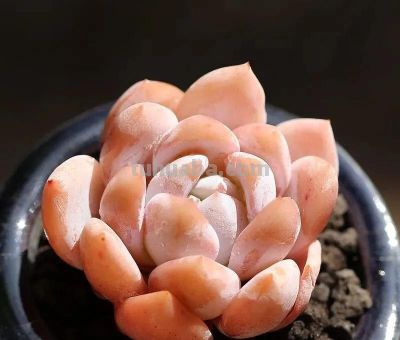 多肉颜值内卷大赛开赛！这几款直接封神，入坑必收 - 图画吧TUHUABA
