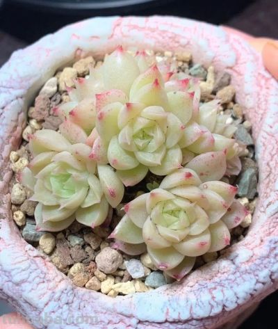 多肉颜值内卷大赛开赛！这几款直接封神，入坑必收 - 图画吧TUHUABA