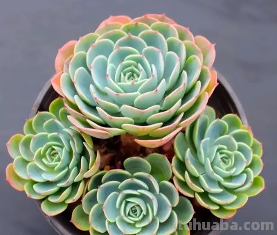 多肉颜值内卷大赛开赛！这几款直接封神，入坑必收 - 图画吧TUHUABA