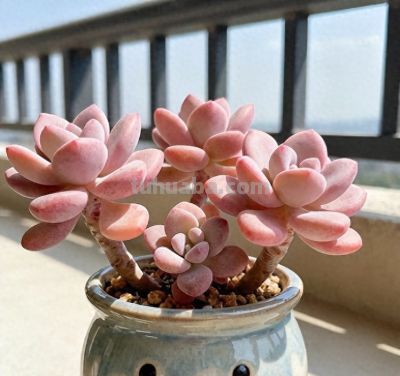 5种跌落神坛的多肉，入手后大多花友直呼后悔 - 今日头条