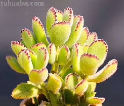 5种跌落神坛的多肉，入手后大多花友直呼后悔 - 图画吧TUHUABA