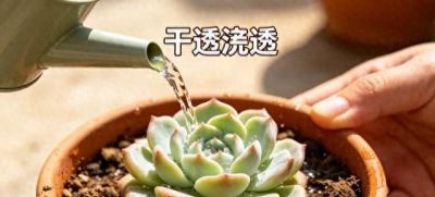 养多肉就用这5个小窍门，不长高不烂根！家里盆栽越养越精神 - 今日头条