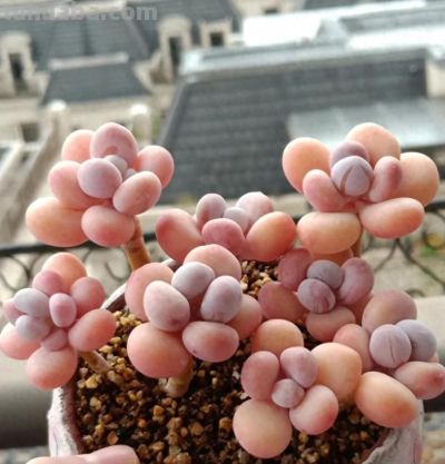 养过上百盆多肉，发现5款才是“肥胖肉”，都是过来人的经验总结 - 今日头条