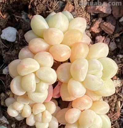 养过上百盆多肉，发现5款才是“肥胖肉”，都是过来人的经验总结 - 图画吧TUHUABA