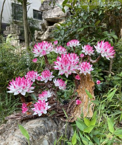 粉莲玉树：岩石上绽放的多肉诗篇 - 图画吧TUHUABA