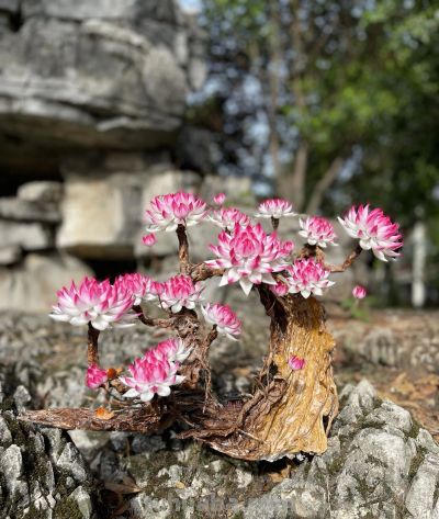 粉莲玉树：岩石上绽放的多肉诗篇 - 图画吧TUHUABA