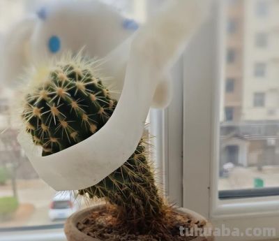 女子晒爷爷养了7年的“内耗型仙人球”:卷又卷不赢:躺又躺不平 - 今日头条 女子晒爷爷养了7年的“内耗型仙人球”:卷又卷不赢:躺又躺不平 - 图画吧TUHUABA