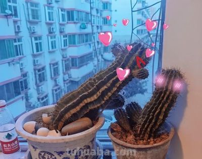 女子晒爷爷养了7年的“内耗型仙人球”:卷又卷不赢:躺又躺不平 - 今日头条 女子晒爷爷养了7年的“内耗型仙人球”:卷又卷不赢:躺又躺不平 - 图画吧TUHUABA