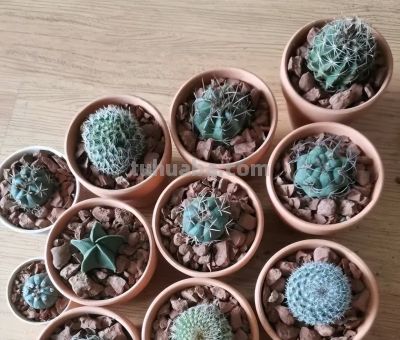 仙人球喜欢太阳吗?也未必,刚买回家的球球,前2年都不要晒! - 今日头条 仙人球喜欢太阳吗?也未必,刚买回家的球球,前2年都不要晒! - 图画吧TUHUABA