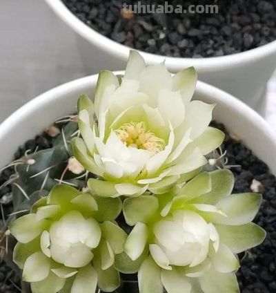仙人球喜欢太阳吗?也未必,刚买回家的球球,前2年都不要晒! - 今日头条 仙人球喜欢太阳吗?也未必,刚买回家的球球,前2年都不要晒! - 图画吧TUHUABA