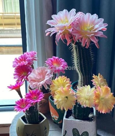 江苏一女子因“阳台仙人球”走红,开花美极了,超多人都被治愈了 - 今日头条 江苏一女子因“阳台仙人球”走红,开花美极了,超多人都被治愈了 - 图画吧TUHUABA