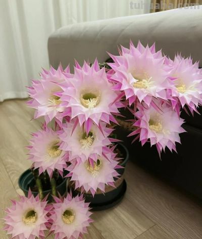 江苏一女子因“阳台仙人球”走红,开花美极了,超多人都被治愈了 - 今日头条 江苏一女子因“阳台仙人球”走红,开花美极了,超多人都被治愈了 - 图画吧TUHUABA