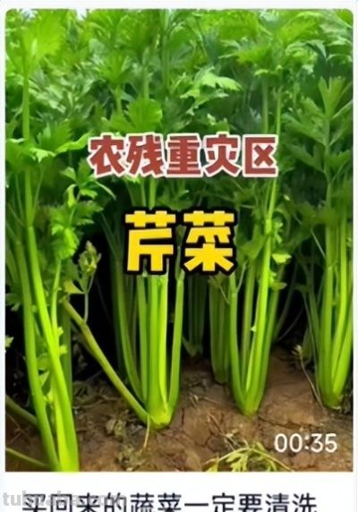 夏天多吃蔬菜,盘点农药少、营养好的12种蔬菜 - 今日头条 夏天多吃蔬菜,盘点农药少、营养好的12种蔬菜 - 图画吧TUHUABA