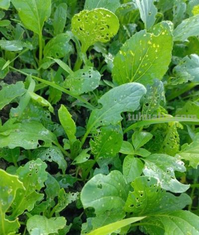 夏天多吃蔬菜,盘点农药少、营养好的12种蔬菜 - 今日头条 夏天多吃蔬菜,盘点农药少、营养好的12种蔬菜 - 图画吧TUHUABA