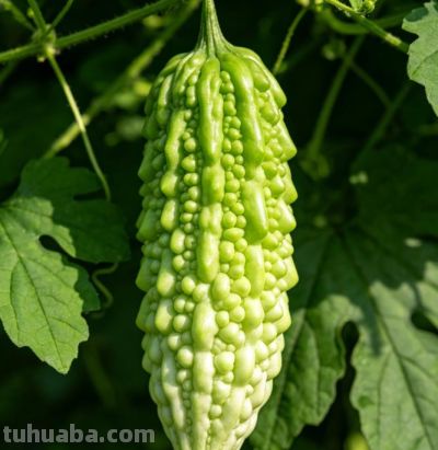 夏天多吃蔬菜,盘点农药少、营养好的12种蔬菜 - 今日头条 夏天多吃蔬菜,盘点农药少、营养好的12种蔬菜 - 图画吧TUHUABA
