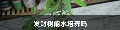 发财树能水培养吗，有黄叶了怎么办 - 今日头条