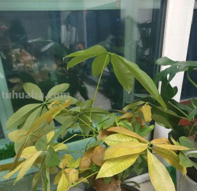 发财树黄叶还烂根！那是你还没掌握这3个技巧，一看就懂！ - 今日头条