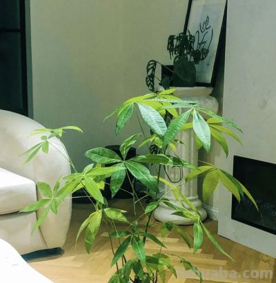 发财树黄叶还烂根!那是你还没掌握这3个技巧,一看就懂! - 今日头条 发财树黄叶还烂根!那是你还没掌握这3个技巧,一看就懂! - 图画吧TUHUABA