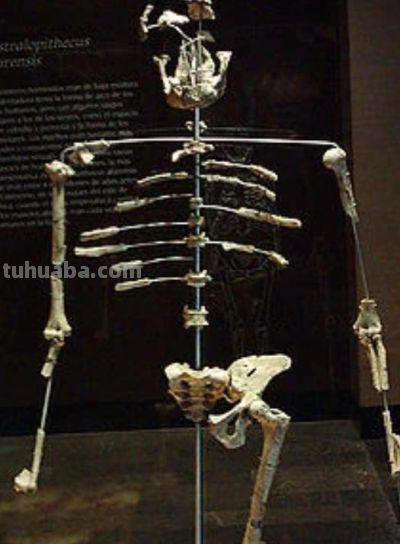 科学家发现,350万年前,地球上曾存在两种截然不同的人类物种 - 今日头条 科学家发现,350万年前,地球上曾存在两种截然不同的人类物种 - 图画吧TUHUABA