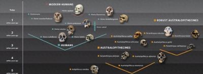 科学家发现，350万年前，地球上曾存在两种截然不同的人类物种 - 今日头条