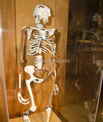 科学家发现,350万年前,地球上曾存在两种截然不同的人类物种 - 今日头条 科学家发现,350万年前,地球上曾存在两种截然不同的人类物种 - 图画吧TUHUABA