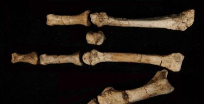 科学家发现,350万年前,地球上曾存在两种截然不同的人类物种 - 今日头条 科学家发现,350万年前,地球上曾存在两种截然不同的人类物种 - 图画吧TUHUABA