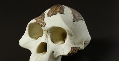 科学家发现,350万年前,地球上曾存在两种截然不同的人类物种 - 今日头条 科学家发现,350万年前,地球上曾存在两种截然不同的人类物种 - 图画吧TUHUABA