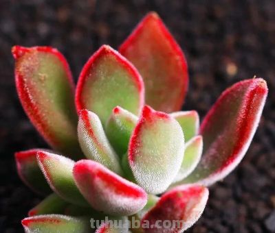 拥有这些毛茸茸多肉，就接住了日常幸福！80%肉友的本命绿植 - 图画吧TUHUABA