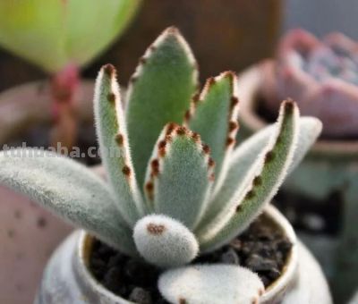 拥有这些毛茸茸多肉，就接住了日常幸福！80%肉友的本命绿植 - 图画吧TUHUABA