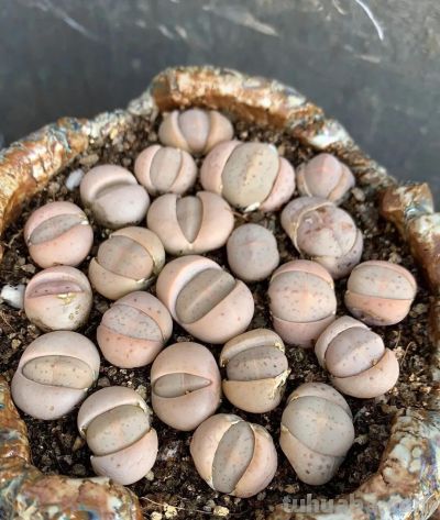 多肉植物—生石花系 - 图画吧TUHUABA