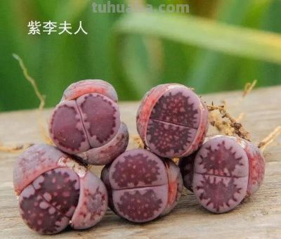 多肉植物—生石花系 - 图画吧TUHUABA