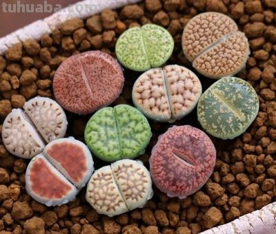 多肉植物—生石花系 - 图画吧TUHUABA
