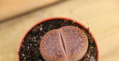 多肉植物—生石花系 - 图画吧TUHUABA