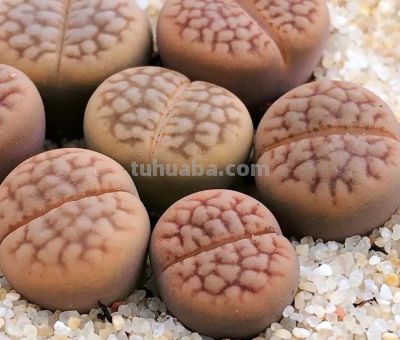 多肉植物—生石花系 - 图画吧TUHUABA