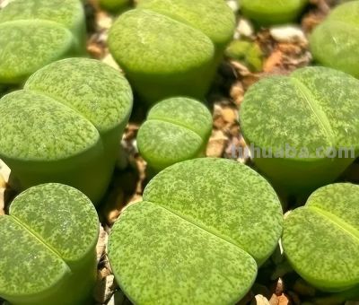 多肉植物—生石花系 - 图画吧TUHUABA