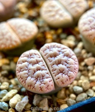 多肉植物—生石花系 - 图画吧TUHUABA