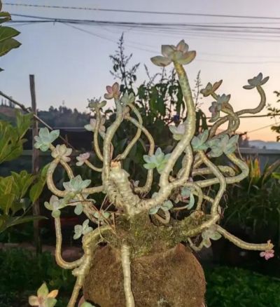 悬崖多肉老桩，更容易度夏，不用管，暴晒，淋雨，都能活 - 图画吧TUHUABA