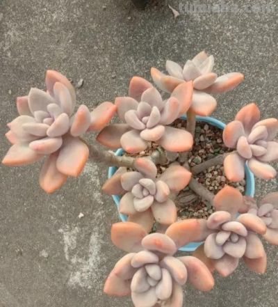 悬崖多肉老桩，更容易度夏，不用管，暴晒，淋雨，都能活 - 图画吧TUHUABA