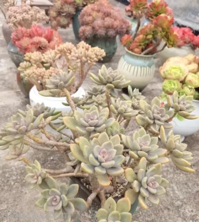 悬崖多肉老桩，更容易度夏，不用管，暴晒，淋雨，都能活 - 图画吧TUHUABA