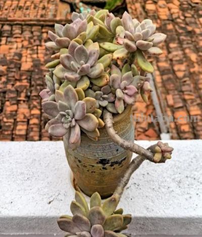 悬崖多肉老桩，更容易度夏，不用管，暴晒，淋雨，都能活 - 图画吧TUHUABA