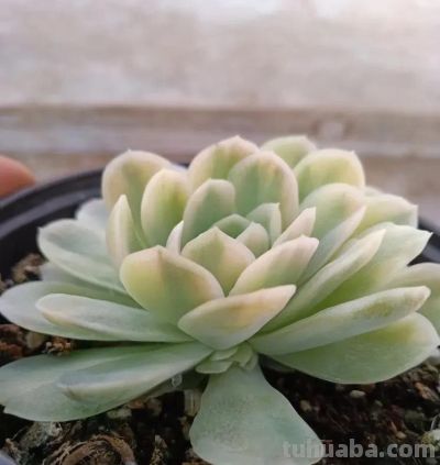 多肉不分好坏，关键看你怎么养，养出状态，都是好多肉！ - 图画吧TUHUABA