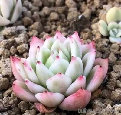 多肉不分好坏，关键看你怎么养，养出状态，都是好多肉！ - 图画吧TUHUABA